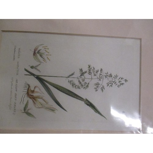 460 - 5 X BOTANICAL AND BUTTERFLY PRINTS INC A PAIR OF ORIGINAL STEEL ENGRAVINGS 1833 OF GRASSES FROM 