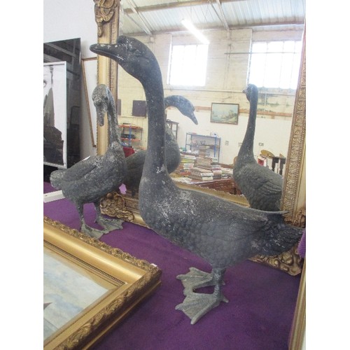 179A - A STUNNING PAIR OF MID 20TH CENTURY SPELTER SWANS - ALMOST FULL SIZE - 73CM H. HAVE BEEN IN A GARDEN... 