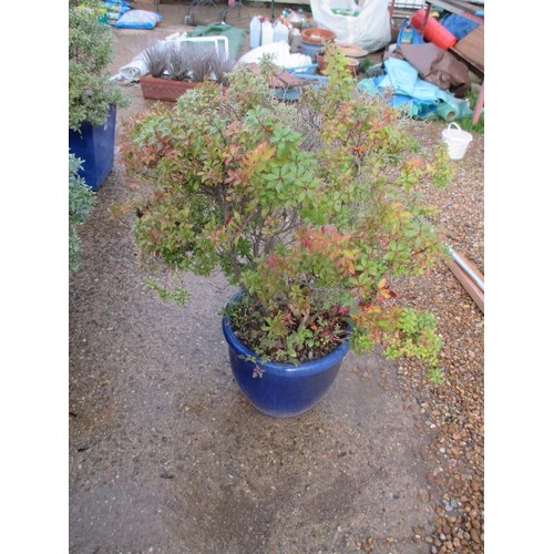 633 - BLUE GLAZED PLANT POT WITH JAPANESE ANDROMEDA PLANT