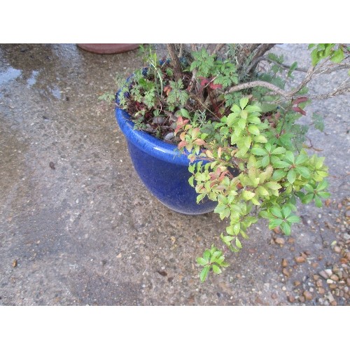 633 - BLUE GLAZED PLANT POT WITH JAPANESE ANDROMEDA PLANT