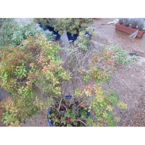 633 - BLUE GLAZED PLANT POT WITH JAPANESE ANDROMEDA PLANT