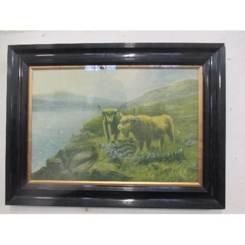 133 - EDWARDIAN PRINT OF SCOTTISH CATTLE IN ORIGINAL EBONISED FRAME BY DOUGLAS CAMERON - 76CM X 56CM