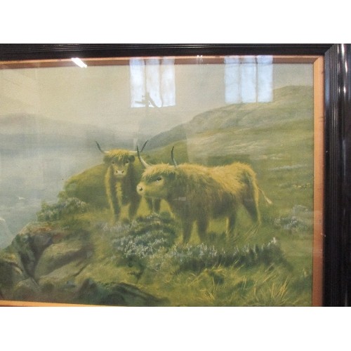 133 - EDWARDIAN PRINT OF SCOTTISH CATTLE IN ORIGINAL EBONISED FRAME BY DOUGLAS CAMERON - 76CM X 56CM