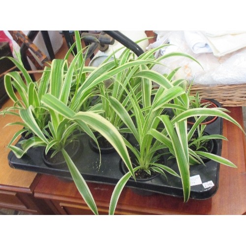 239 - TRAY CONTAINING 10 SPIDER PLANTS  - RECENTLY PLANTED - GOOD HEALTHY PLANTS