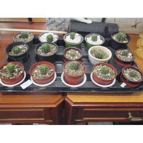 241 - TRAY OF 15 CACTI (ECHINOPSIS) - RECENTLY PLANTED, GOOD HEALTHY PLANTS