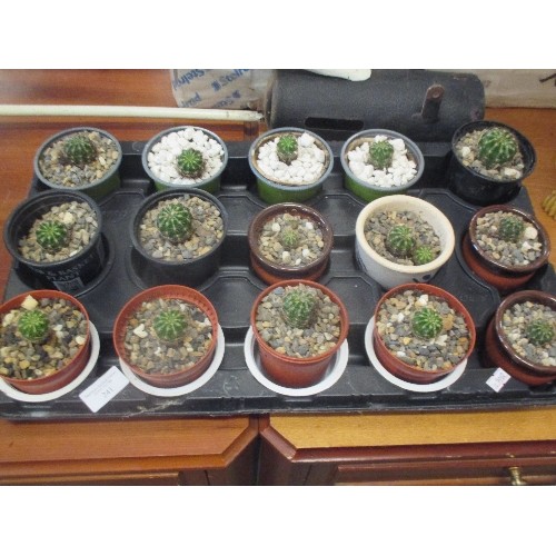 241 - TRAY OF 15 CACTI (ECHINOPSIS) - RECENTLY PLANTED, GOOD HEALTHY PLANTS