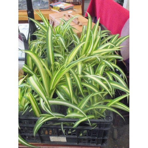 244 - TRAY OF APPROX 20 SPIDER PLANTS IN POTS - RECENTLY PLANTED, GOOD HEALTHY PLANTS