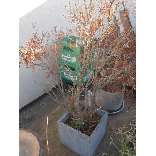 508 - SQUARE STONE PLANTER WITH TREE