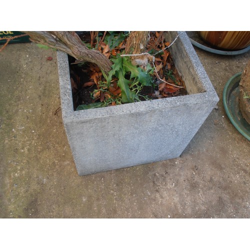 508 - SQUARE STONE PLANTER WITH TREE