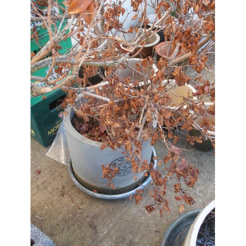 509 - LARGE CIRCULAR EARTHENWARE PLANTER WITH DORMANT PLANT