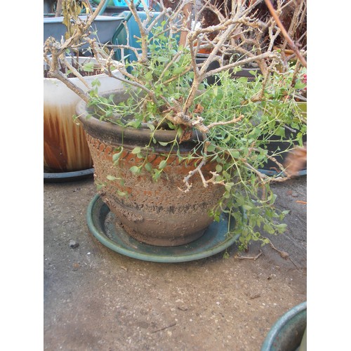 511 - LARGE CIRCULAR EARTHENWARE PLANT POT WITH PLANT