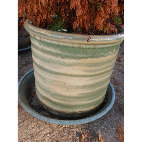 513 - GREEN  GLAZED EARTHENWARE PLANT POT WITH SHRUB