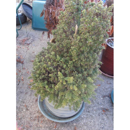 518 - EARTHENWARE GLAZED PLANTER WITH SHRUB