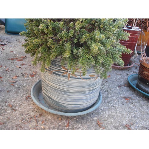 518 - EARTHENWARE GLAZED PLANTER WITH SHRUB