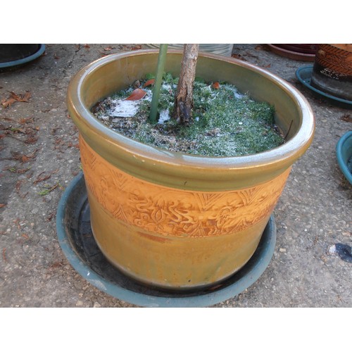 519 - EARTHENWARE GLAZED PLANT POT WITH ROSE PLANT