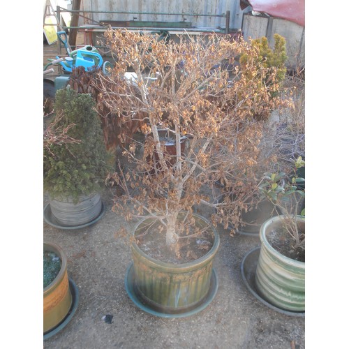 520 - LARGE EARTHENWARE GLAZED PLANT POT WITH DORMANT TREE