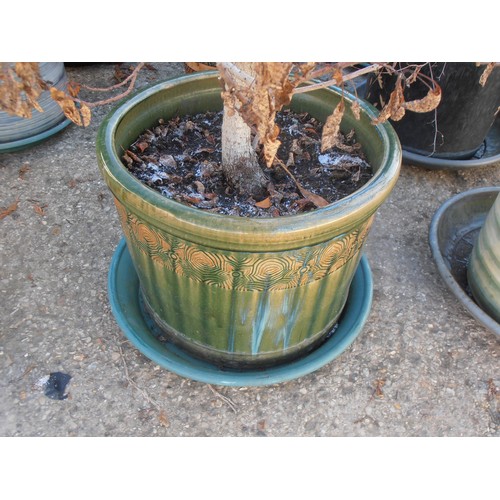 520 - LARGE EARTHENWARE GLAZED PLANT POT WITH DORMANT TREE