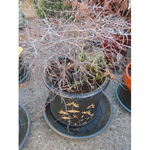 524 - BLACK EARTHENWARE PLANT POT WITH DORMANT SHRUB