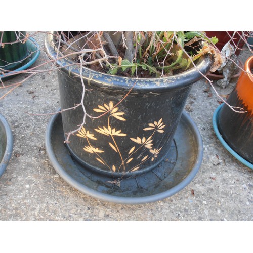 524 - BLACK EARTHENWARE PLANT POT WITH DORMANT SHRUB