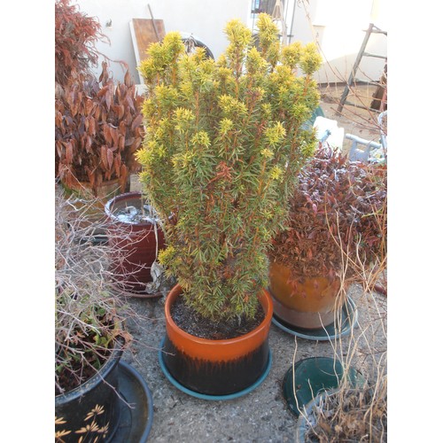 525 - WEST GERMAN LAVA GLAZE STYLE ORANGE AND BLACK PLANT POT WITH SHRUB