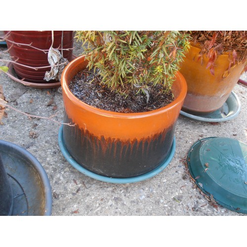 525 - WEST GERMAN LAVA GLAZE STYLE ORANGE AND BLACK PLANT POT WITH SHRUB