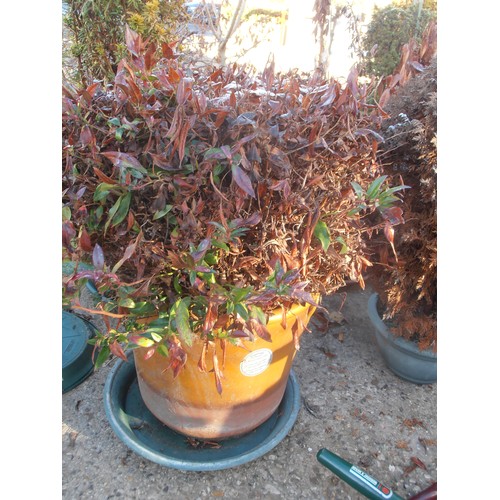 526 - PORTUGUESE TERRACOTTA FROST RESISTANT PLANT POT WITH DORMANT SHRUB