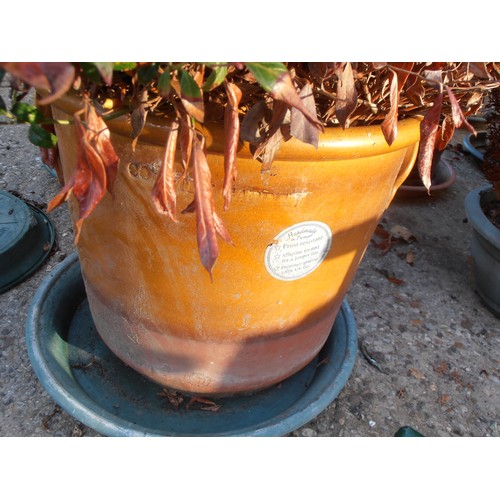 526 - PORTUGUESE TERRACOTTA FROST RESISTANT PLANT POT WITH DORMANT SHRUB