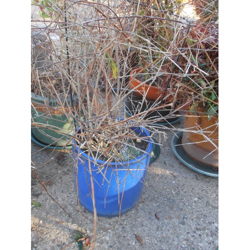 527 - BLUE EARTHENWARE GLAZED PLANT POT WITH DORMANT SHRUB