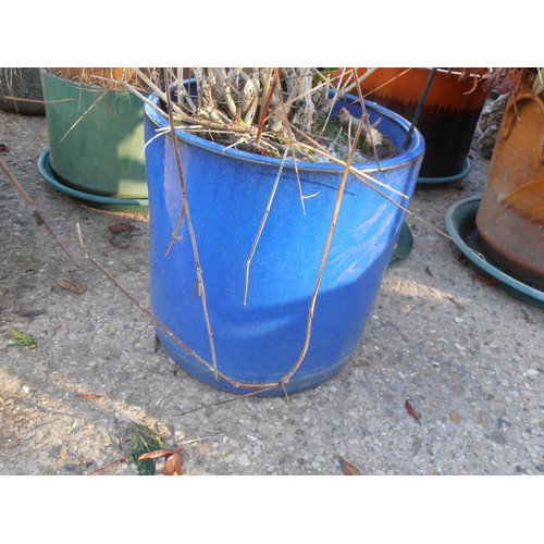 527 - BLUE EARTHENWARE GLAZED PLANT POT WITH DORMANT SHRUB