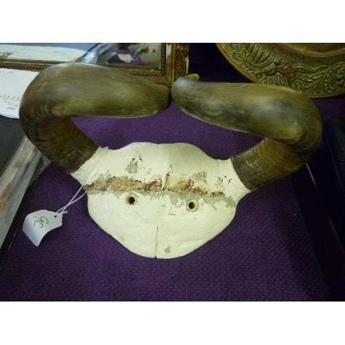 100A - PAIR OF RAMS HORNS ON PLASTER SKULL