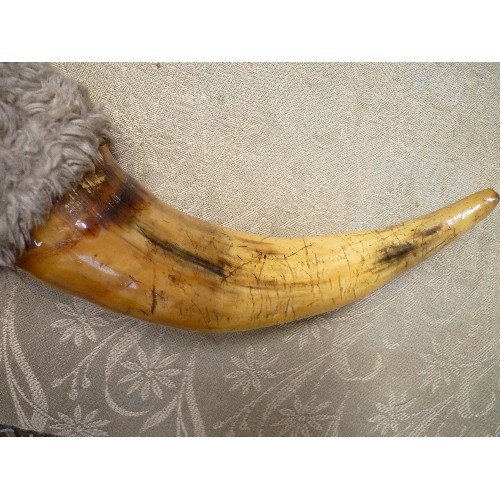 VINTAGE TAXIDERMY BULL HORNS FOR WALL DISPLAY 50CM TIP TO TIP