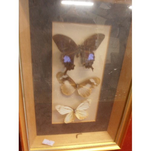 90 - TAXIDERMY BUTTERFLIES, FRAMED. TOGETHER WITH A VERMOUTH MARTINI MIRROR. FRAMED.