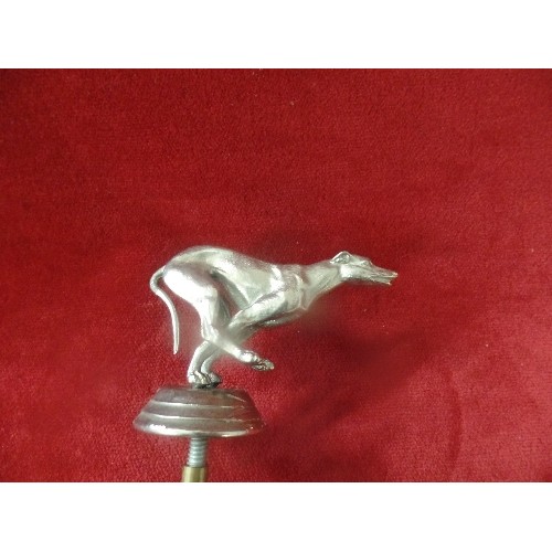 74 - A VINTAGE GREYHOUND CAR MASCOT IN SILVER PLATED METAL - 9CM ACROSS