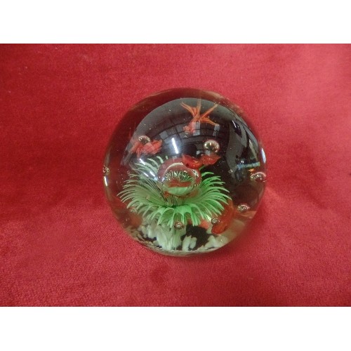 115 - THREE BEAUTIFUL GLASS PAPERWEIGHTS WITH FISH, SEAWEED AND BUTTERFLY DESIGNS. THE LARGEST 10M DIA