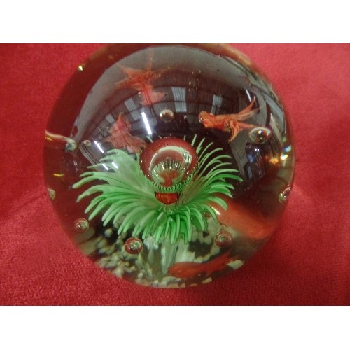 115 - THREE BEAUTIFUL GLASS PAPERWEIGHTS WITH FISH, SEAWEED AND BUTTERFLY DESIGNS. THE LARGEST 10M DIA