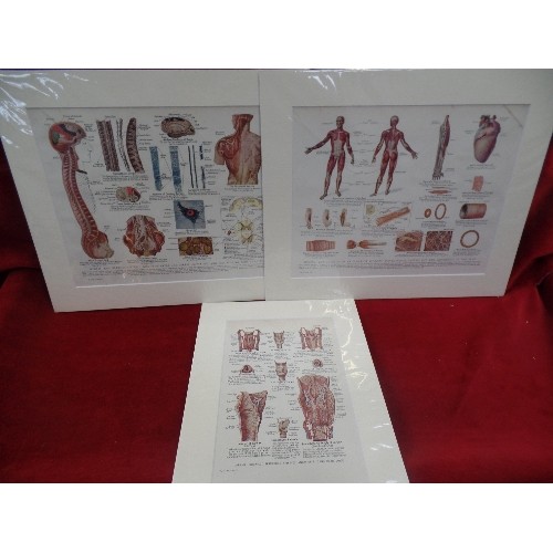 320 - THREE EARLY 20TH CENTURY FRAMED MEDICAL ILLUSTRATIONS 