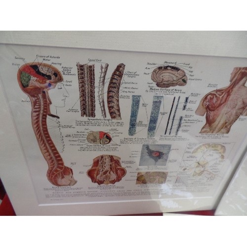 320 - THREE EARLY 20TH CENTURY FRAMED MEDICAL ILLUSTRATIONS 