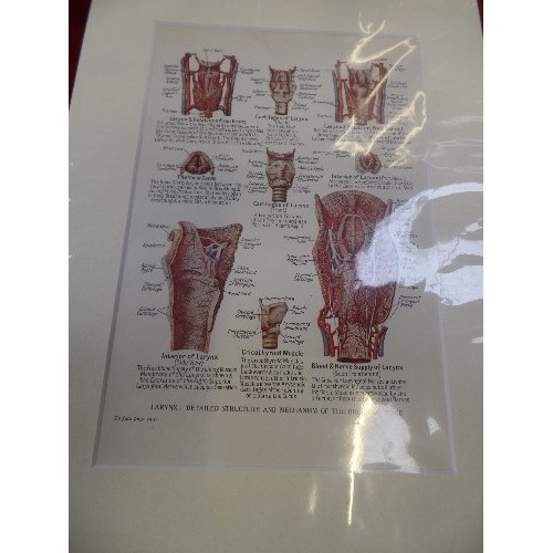 320 - THREE EARLY 20TH CENTURY FRAMED MEDICAL ILLUSTRATIONS 