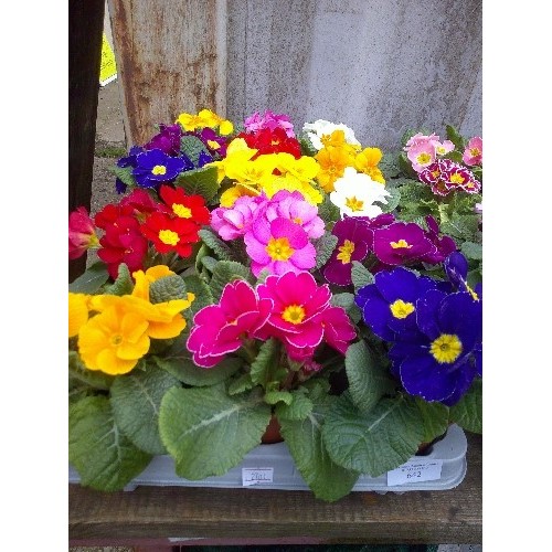 642 - 15 POTTED MULTI COLOUR PRIMROSE FLOWERS IN TRAY