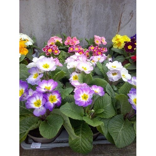 643 - 15 POTTED MULTI COLOUR PRIMROSE FLOWERS IN TRAY