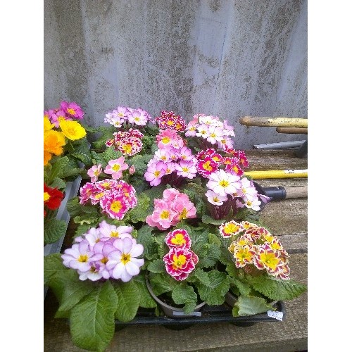 645 - 15 POTTED MULTI COLOUR PRIMROSE FLOWERS IN TRAY