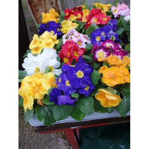 585 - 15 POTTED PRIMROSE FLOWERS IN MULTI COLOURS