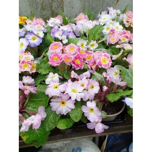 586 - 15 POTTED PRIMROSE FLOWERS IN MULTI COLOURS