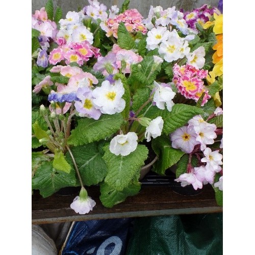 587 - 15 POTTED PRIMROSE FLOWERS IN MULTI COLOURS