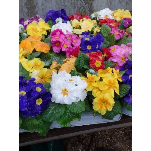 588 - 15 POTTED PRIMROSE FLOWERS IN MULTI COLOURS