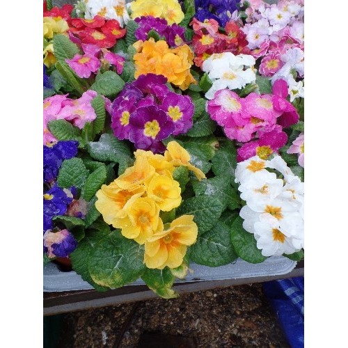 589 - 15 POTTED PRIMROSE FLOWERS IN MULTI COLOURS