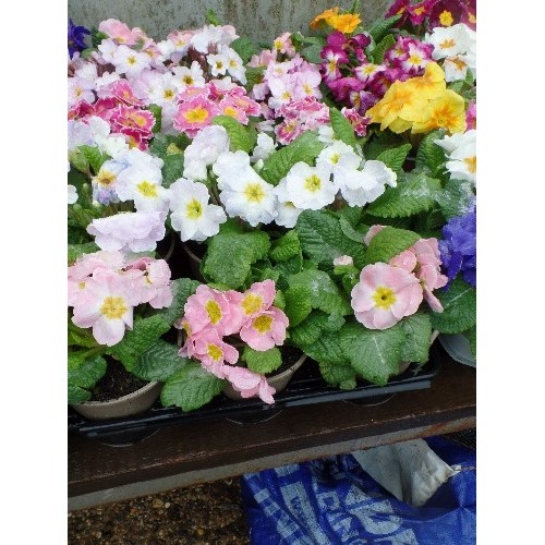 590 - 15 POTTED PRIMROSE FLOWERS IN MULTI COLOURS