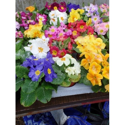 591 - 15 POTTED PRIMROSE FLOWERS IN MULTI COLOURS