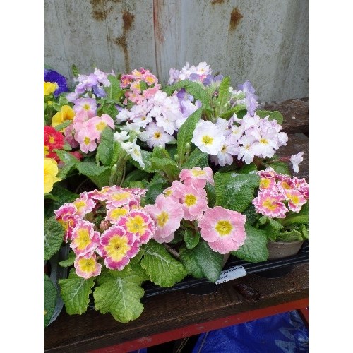 592 - 15 POTTED PRIMROSE FLOWERS IN MULTI COLOURS