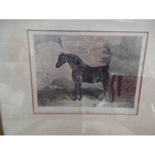 156 - FOUR 19TH CENTURY FRAMED HAND COLOURED ENGRAVINGS OF HORSES INCLUDING 